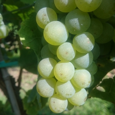 Silvaner Wue 318 DSC 0449